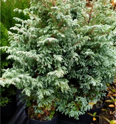 Кипарисовик гороплодний 'Булевард'