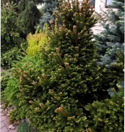 Ялина Баррі (Picea abies Barryi)