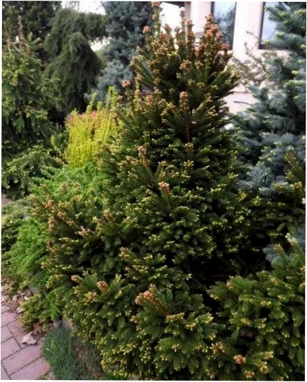 Ялина Баррі (Picea abies Barryi)