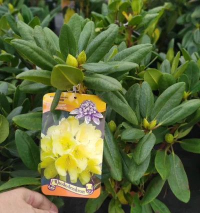 Рододендрон Голдінетта