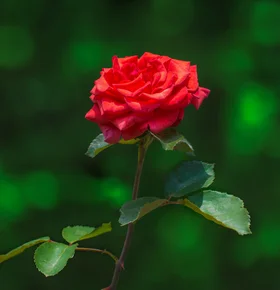 Саджанці Троянд