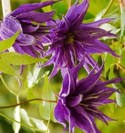 Клематис - Княжик Виолет Сюрпрайз