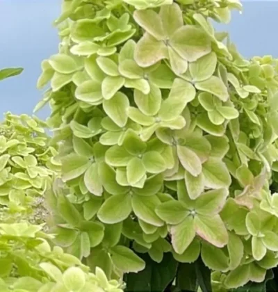 Hydrangea pan.Metallica