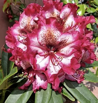 Rhododendron Paint Purple