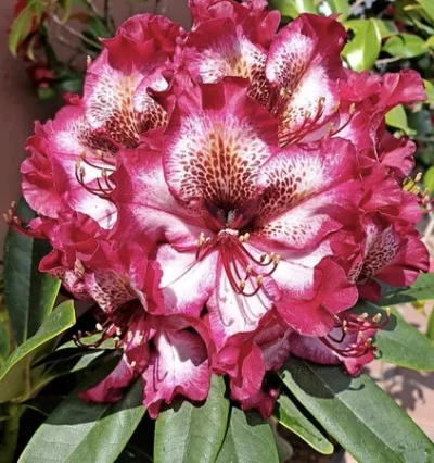 Rhododendron Paint Purple