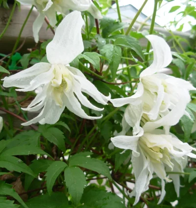 Клематис white-swan