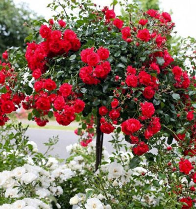 Троянда на штамбі Корденезес