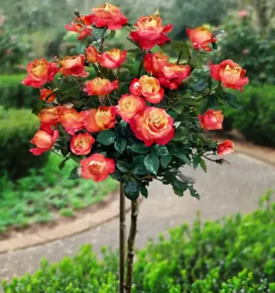 Роза на штамбе Ориенталь Экспресс