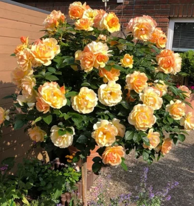 Троянда на штамбі Хансештадт Росток