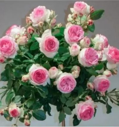 Роза на штамбе