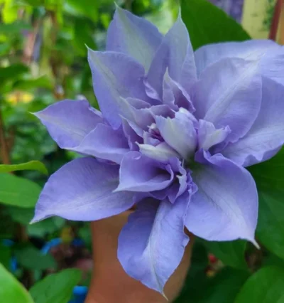 Клематис Блу Котілеон (Clematis "Blue Cotillion")