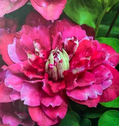 Клематис Хот Кісес (Сlematis Hot Kisses)