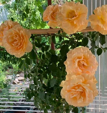 Троянда на штамбі Ламбада
