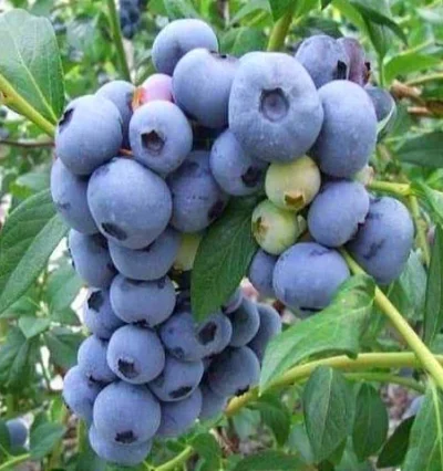 Лохина (Чорниця)