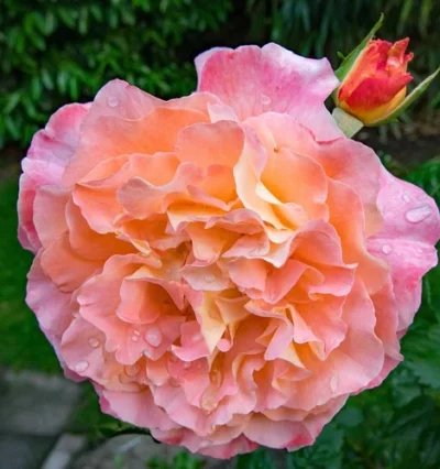 Троянда на штамбі Августа Луіза