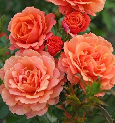 Троянда на штамбі Ламбада