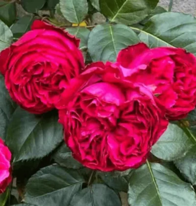 Троянда на штамбі Ред Піер (плетиста)