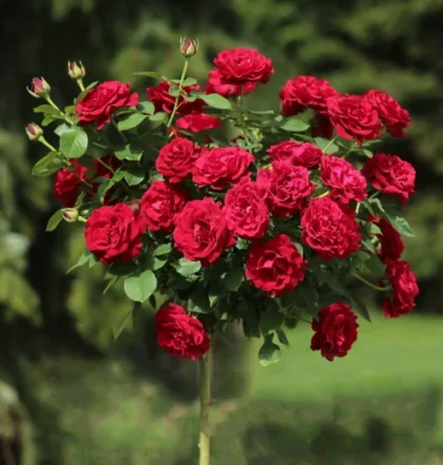 Троянда на штамбі Омаж е Барбара