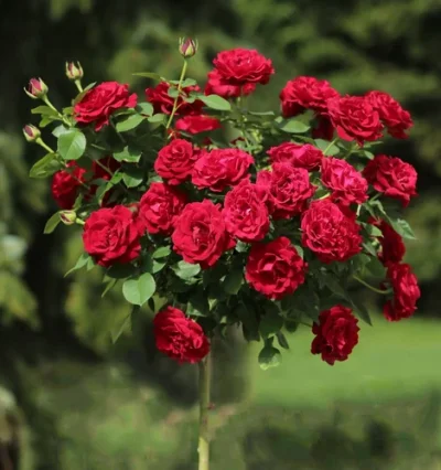 Троянда на штамбі Омаж е Барбара