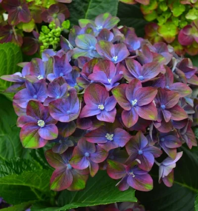 Гортензія Россо Глорі