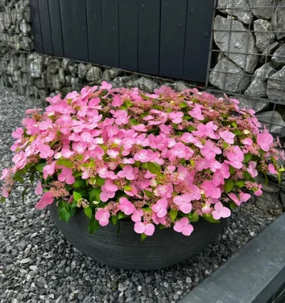 Гортензія Калликот (Callicot)