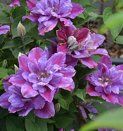 Клематис Бездей Герл (Birthday Girl) 