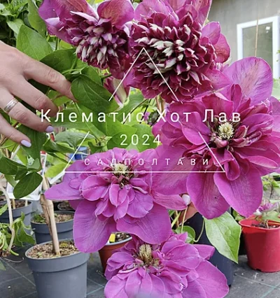 Клематис Хот Лав (Hot Love)
