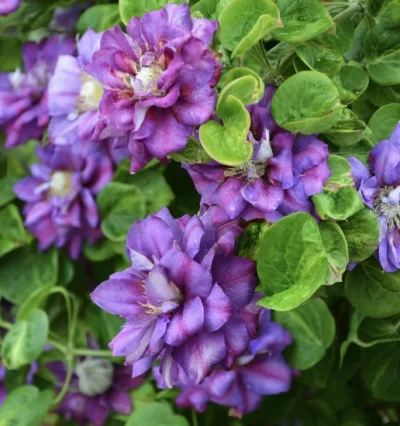 Клематис Кролова Бона (Królowa Bona)