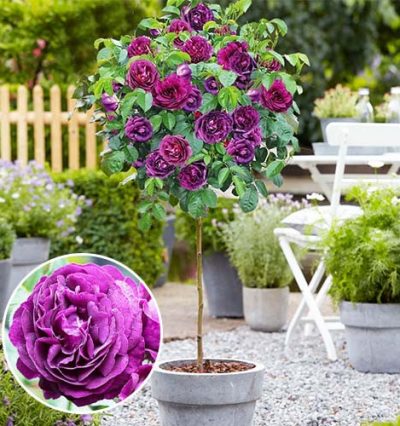 Троянда на штамбі Ню Ейдж