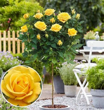 Троянда на штамбі Артур Белл