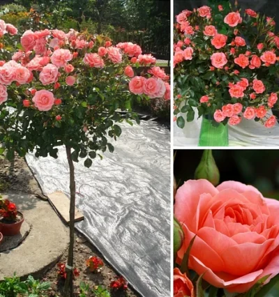 Троянда на штамбі Фреденсбург