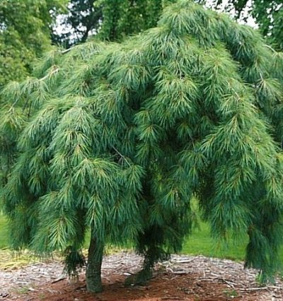 Сосна густоквіткова Пендула