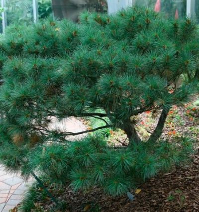 Сосна Веймутова Бергманс Міні