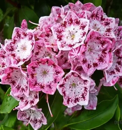 Кальмія широколиста "Ідеал"