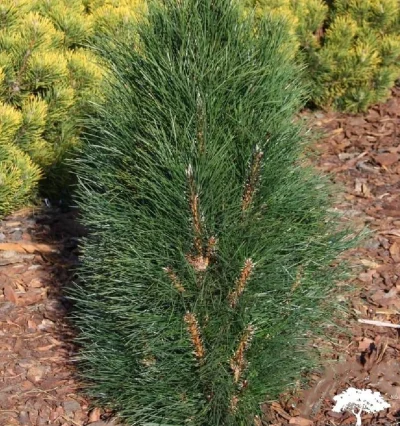 Сосна Чорна Зіммер