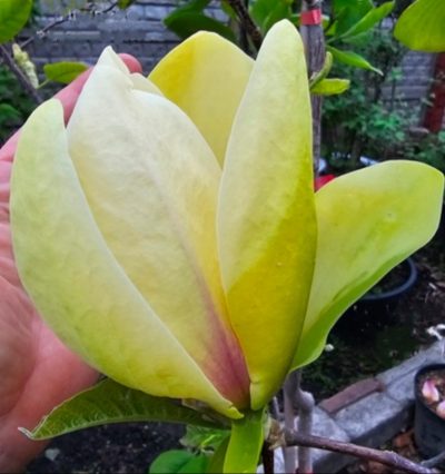 Магнолія Банана Спліт