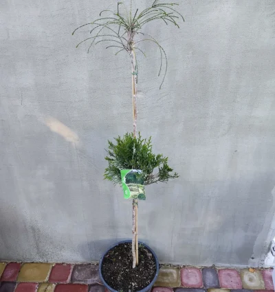 Туя складчаста Віпкорд на штамбі