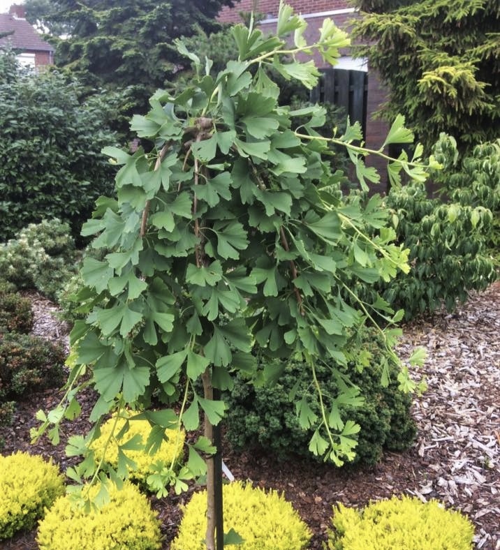 woocommerce product thumbnail