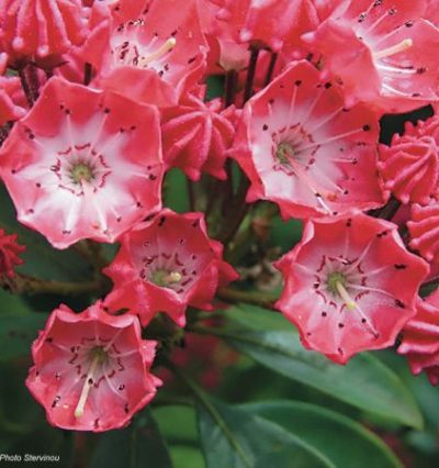 Кальмія широколиста "Пінкобелло" С5 h70см