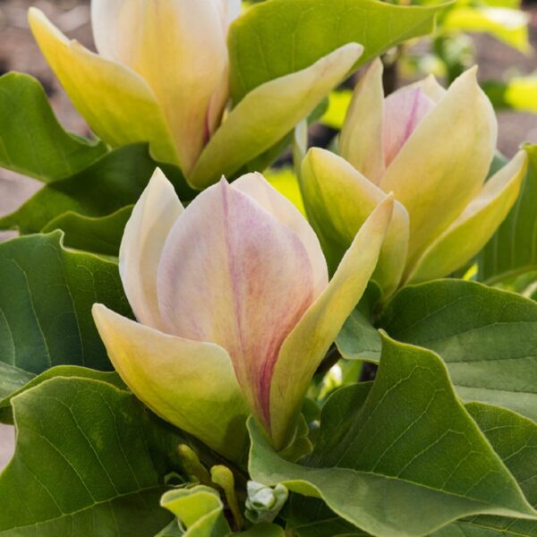 Magnolia Ambrosia