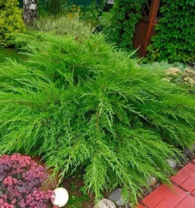 Ялівець Мінт Джулеп (Juniperus Mint Julep)