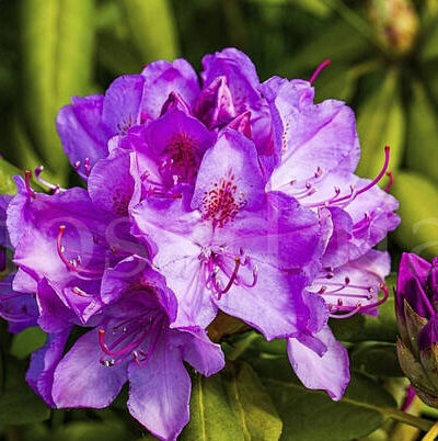 Rododendron "Catawbiense grandiflorum"