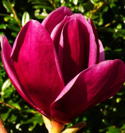 Магнолія Шираз