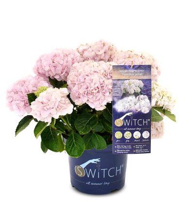 Гортензія Пантеа, Hydrangea macrophylla Switch “Panthea”