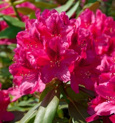 Рододендрон Nova Zembla (Нова Зембла)