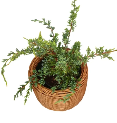 Ялівець Холгер (Juniperus squamata Holger)
