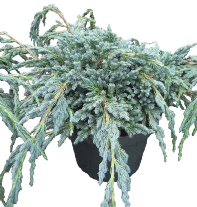 Juniperus Squamata Blue Spider. Ялівець Блю Спайдер.