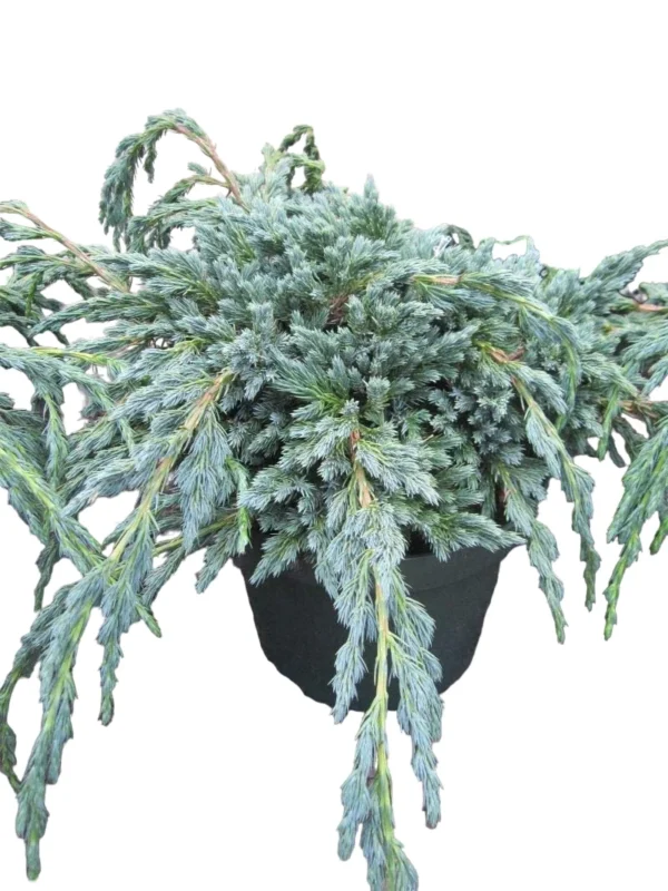 Juniperus Squamata Blue Spider. Ялівець Блю Спайдер.
