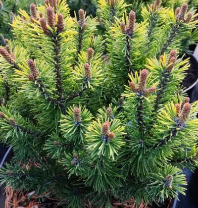 Сосна гірська Офір, Pinus mugo Ophir