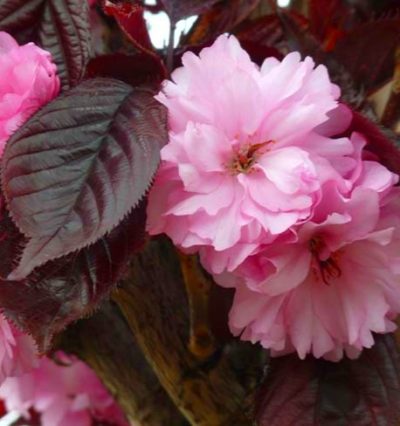 Сакура Роял Бургунді